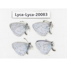 Celastrina sp. China, Yunnan, Xiangerila, Weixi County. 4M. Lyca-Lyca-20083.