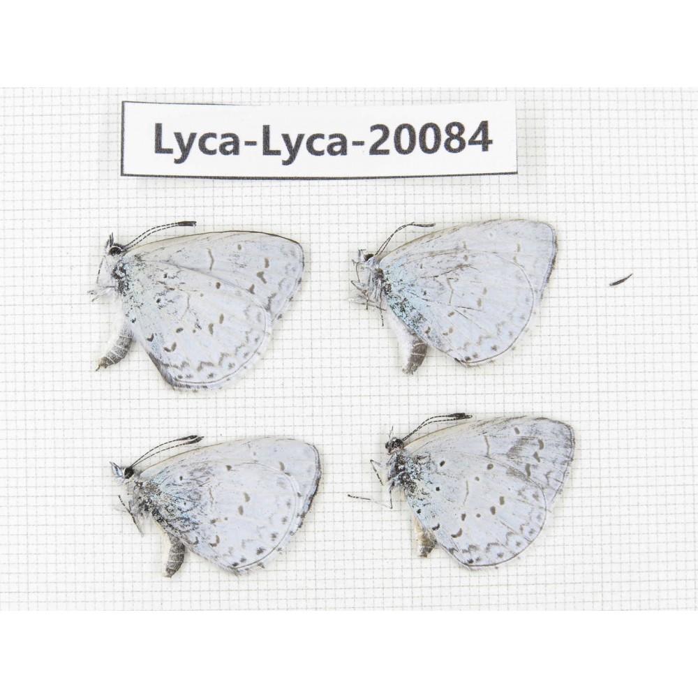 Celastrina sp. China, Yunnan, Xiangerila, Weixi County. 4M. Lyca-Lyca-20084.
