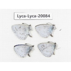 Celastrina sp. China, Yunnan, Xiangerila, Weixi County. 4M. Lyca-Lyca-20084.