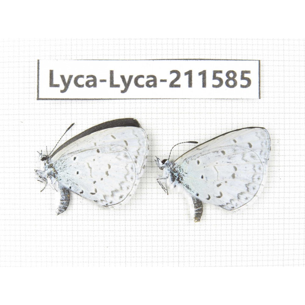 Celastrina sp. China, Yunnan, Xiangerila, Weixi county, N of Mt.Yunling. 2M. Lyca-Lyca-211585.