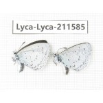 Celastrina sp. China, Yunnan, Xiangerila, Weixi county, N of Mt.Yunling. 2M. Lyca-Lyca-211585.