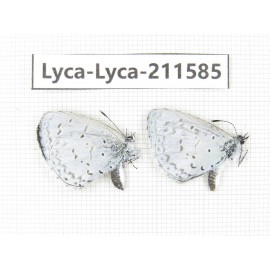 Celastrina sp. China, Yunnan, Xiangerila, Weixi county, N of Mt.Yunling. 2M. Lyca-Lyca-211585.