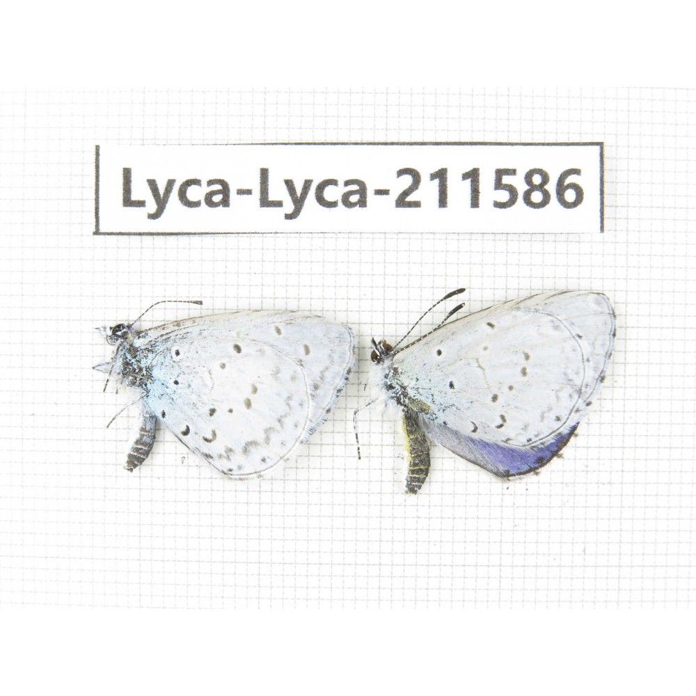 Celastrina sp. China, Yunnan, Xiangerila, Weixi county, N of Mt.Yunling. 2M. Lyca-Lyca-211586.