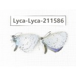 Celastrina sp. China, Yunnan, Xiangerila, Weixi county, N of Mt.Yunling. 2M. Lyca-Lyca-211586.