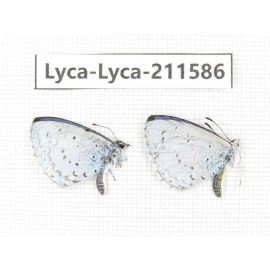 Celastrina sp. China, Yunnan, Xiangerila, Weixi county, N of Mt.Yunling. 2M. Lyca-Lyca-211586.