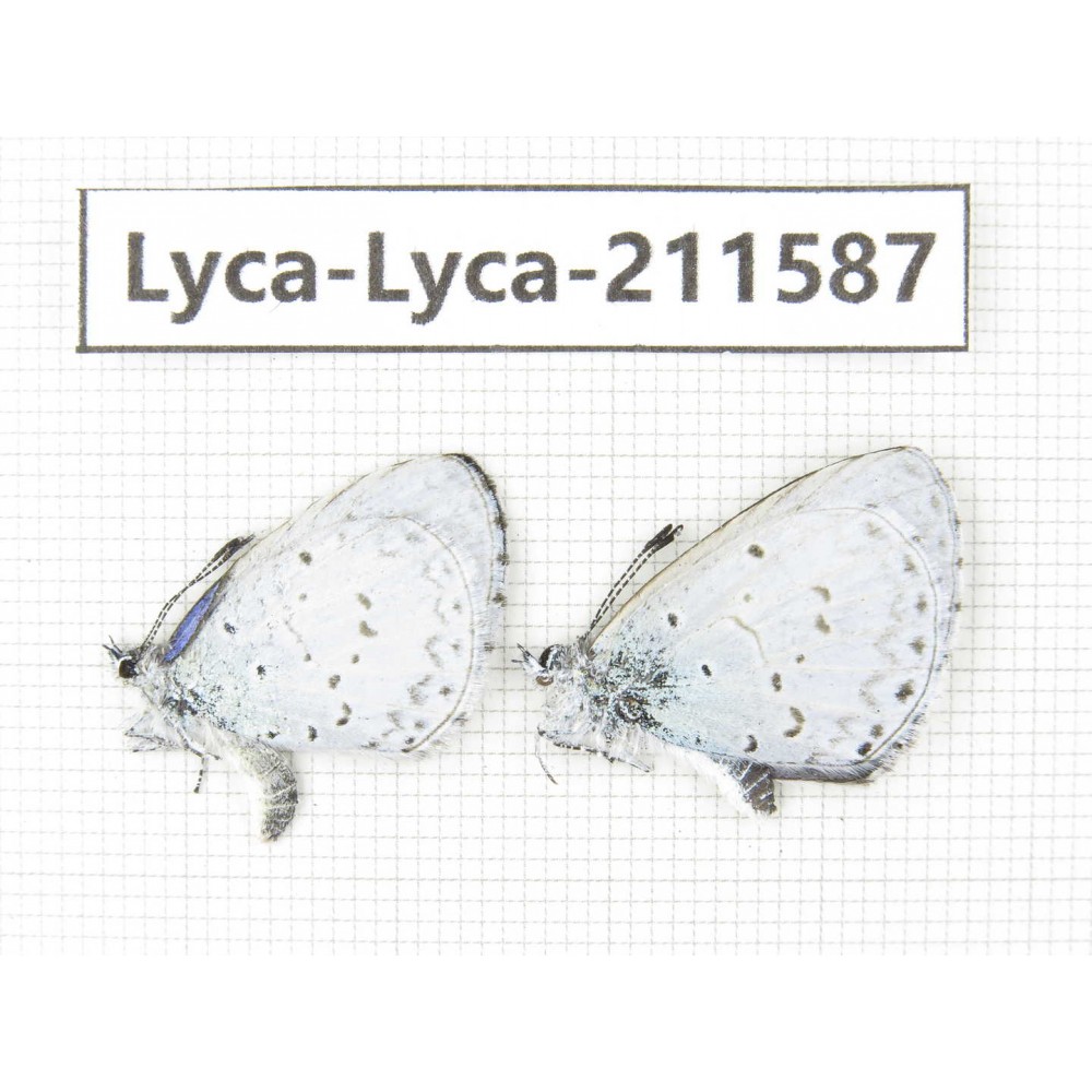 Celastrina sp. China, Yunnan, Xiangerila, Weixi county, N of Mt.Yunling. 2M. Lyca-Lyca-211587.