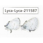 Celastrina sp. China, Yunnan, Xiangerila, Weixi county, N of Mt.Yunling. 2M. Lyca-Lyca-211587.