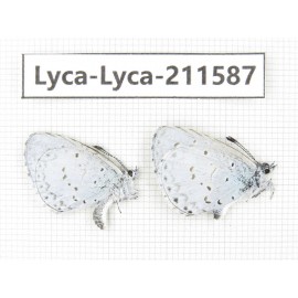 Celastrina sp. China, Yunnan, Xiangerila, Weixi county, N of Mt.Yunling. 2M. Lyca-Lyca-211587.