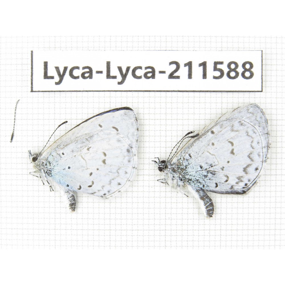 Celastrina sp. China, Yunnan, Xiangerila, Weixi county, N of Mt.Yunling. 2M. Lyca-Lyca-211588.