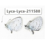 Celastrina sp. China, Yunnan, Xiangerila, Weixi county, N of Mt.Yunling. 2M. Lyca-Lyca-211588.