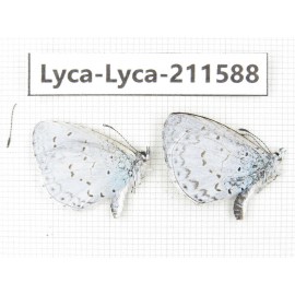Celastrina sp. China, Yunnan, Xiangerila, Weixi county, N of Mt.Yunling. 2M. Lyca-Lyca-211588.
