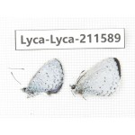 Celastrina sp. China, Yunnan, Xiangerila, Weixi county, N of Mt.Yunling. 2M. Lyca-Lyca-211589.