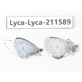 Celastrina sp. China, Yunnan, Xiangerila, Weixi county, N of Mt.Yunling. 2M. Lyca-Lyca-211589.
