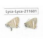 Lampides boeticus. China, Yunnan, Xiangerila, Weixi county, N of Mt.Yunling. 2M. Lyca-Lyca-211601.