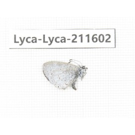 Celastrina sp. China, Yunnan, Xiangerila, Weixi county, N of Mt.Yunling. 1M. Lyca-Lyca-211602.