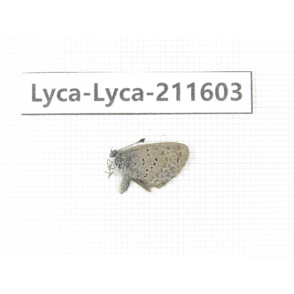 Hesperidae sp. China, Yunnan, Xiangerila, Weixi county, N of Mt.Yunling. 1M. Lyca-Lyca-211603.