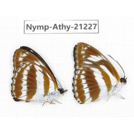 Athyma jina. China, Gansu, Wenxian county. 2M. Nymp-Athy-21227.