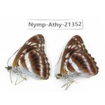 Athyma recurva. China, Guizhou, Qiandongnan, Rongjiang county. 2M. Nymp-Athy-21352.