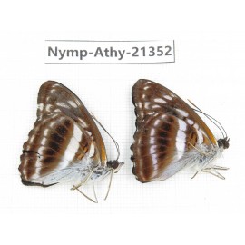 Athyma recurva. China, Guizhou, Qiandongnan, Rongjiang county. 2M. Nymp-Athy-21352.