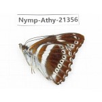 Athyma asura. China, Guizhou, Qiandongnan, Rongjiang county. 1M. Nymp-Athy-21356.