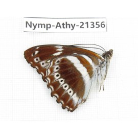 Athyma asura. China, Guizhou, Qiandongnan, Rongjiang county. 1M. Nymp-Athy-21356.