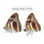 Athyma asura. China, Guizhou, Qiandongnan, Rongjiang county. 2M. Nymp-Athy-21359.