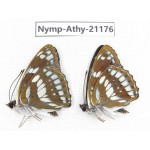 Mimathyma nycteis ssp. China, Heilongjiang, Haerbin, Tonghe county. 2M. Nymp-Athy-21176.
