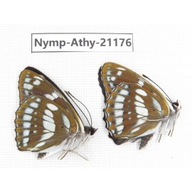 Mimathyma nycteis ssp. China, Heilongjiang, Haerbin, Tonghe county. 2M. Nymp-Athy-21176.