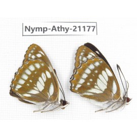 Mimathyma nycteis ssp. China, Heilongjiang, Haerbin, Tonghe county. 2M. Nymp-Athy-21177.