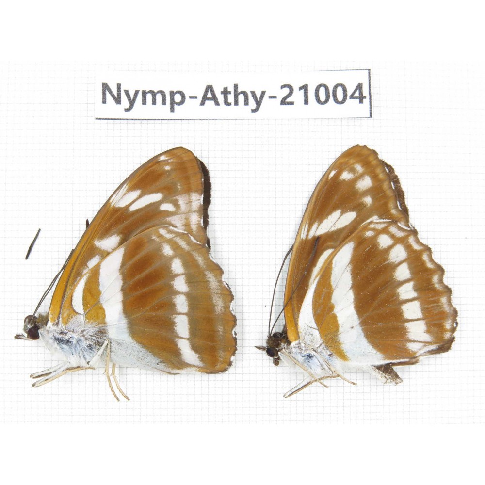 Athyma opalina & Athyma jina. China, Sichuan, Ganzi, Yajiang county. 2M. Nymp-Athy-21004.