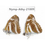 Athyma opalina. China, Sichuan, Ganzi, Yajiang county. 2M. Nymp-Athy-21009.