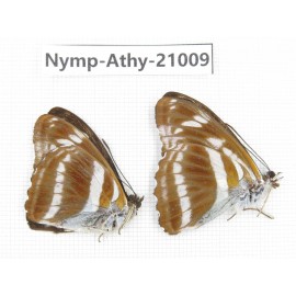 Athyma opalina. China, Sichuan, Ganzi, Yajiang county. 2M. Nymp-Athy-21009.