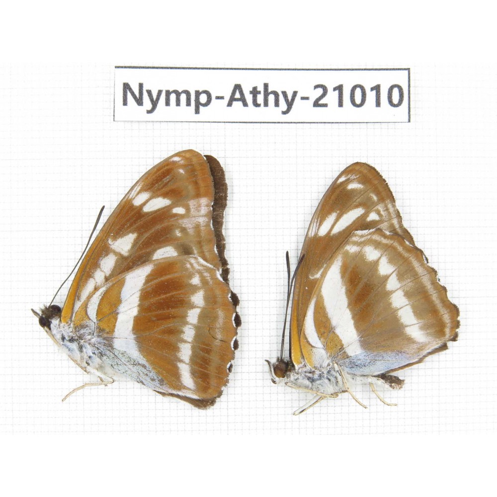 Athyma opalina. China, Sichuan, Ganzi, Yajiang county. 2M. Nymp-Athy-21010.