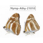 Athyma opalina. China, Sichuan, Ganzi, Yajiang county. 2M. Nymp-Athy-21010.