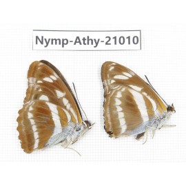 Athyma opalina. China, Sichuan, Ganzi, Yajiang county. 2M. Nymp-Athy-21010.