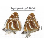 Athyma recurva. China, Sichuan, Ganzi, Yajiang county. 2M. Nymp-Athy-21034.