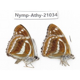 Athyma recurva. China, Sichuan, Ganzi, Yajiang county. 2M. Nymp-Athy-21034.