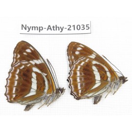 Athyma recurva. China, Sichuan, Ganzi, Yajiang county. 2M. Nymp-Athy-21035.