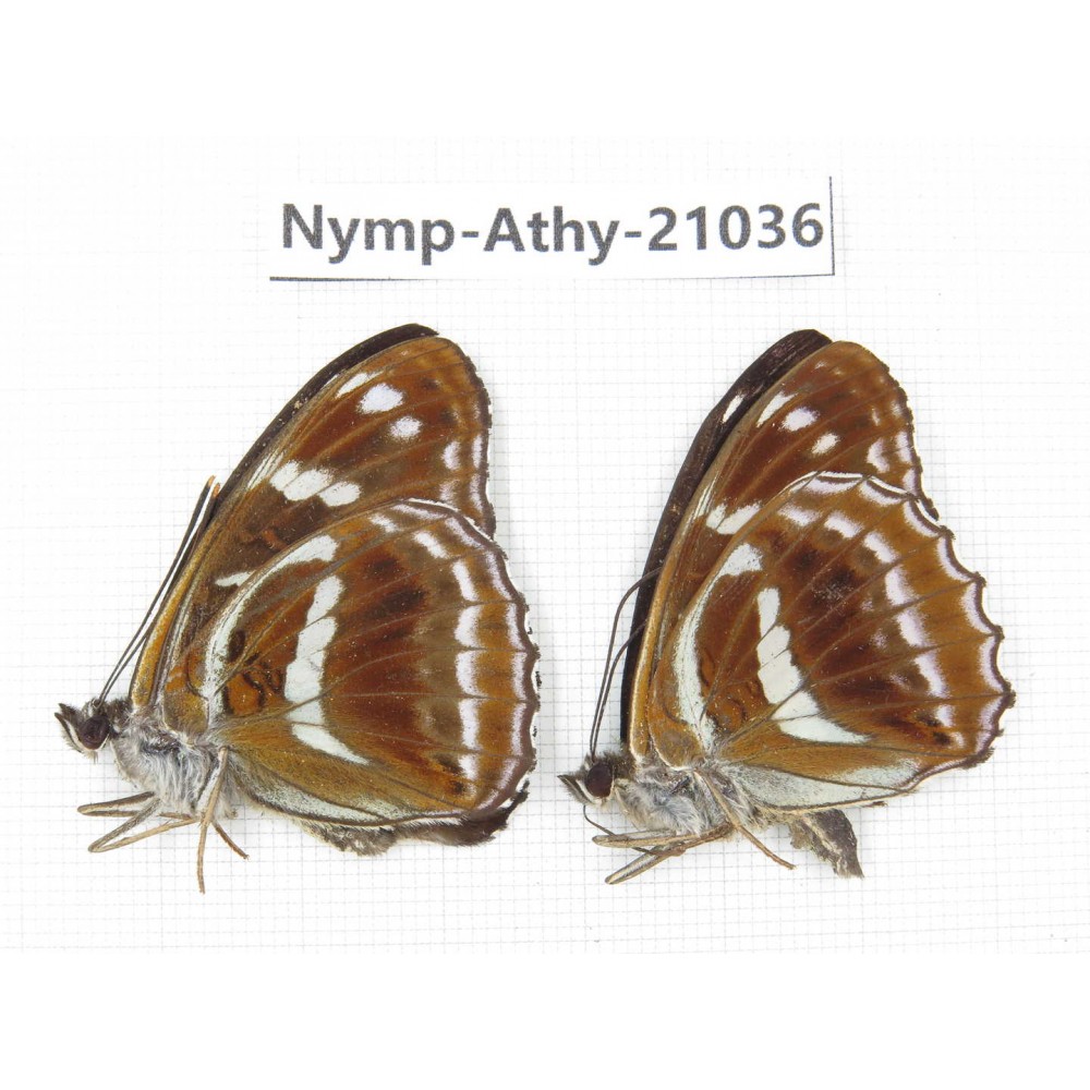 Athyma recurva. China, Sichuan, Ganzi, Yajiang county. 2M. Nymp-Athy-21036.