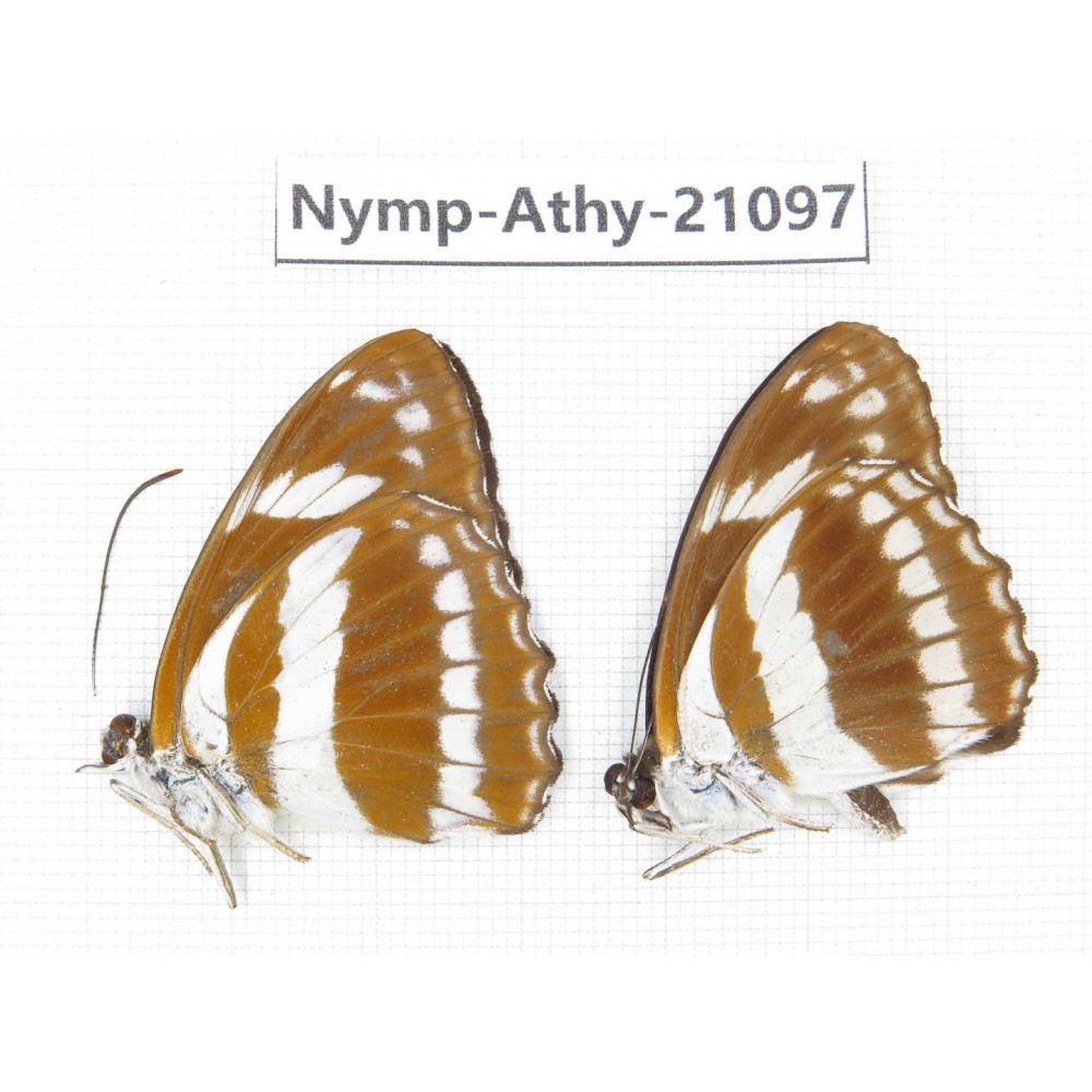 Athyma jina. China, Sichuan, Ganzi, Yajiang county. 2M. Nymp-Athy-21097.