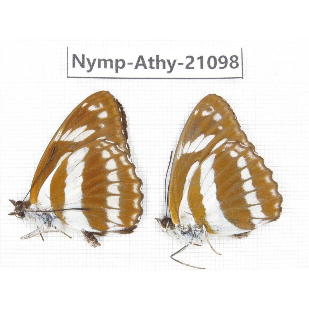 Athyma jina. China, Sichuan, Ganzi, Yajiang county. 2M. Nymp-Athy-21098.