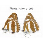 Athyma jina. China, Sichuan, Ganzi, Yajiang county. 2M. Nymp-Athy-21098.