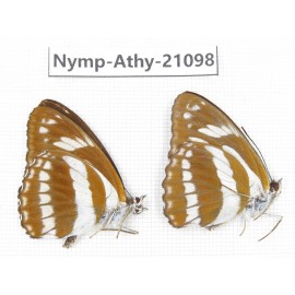 Athyma jina. China, Sichuan, Ganzi, Yajiang county. 2M. Nymp-Athy-21098.