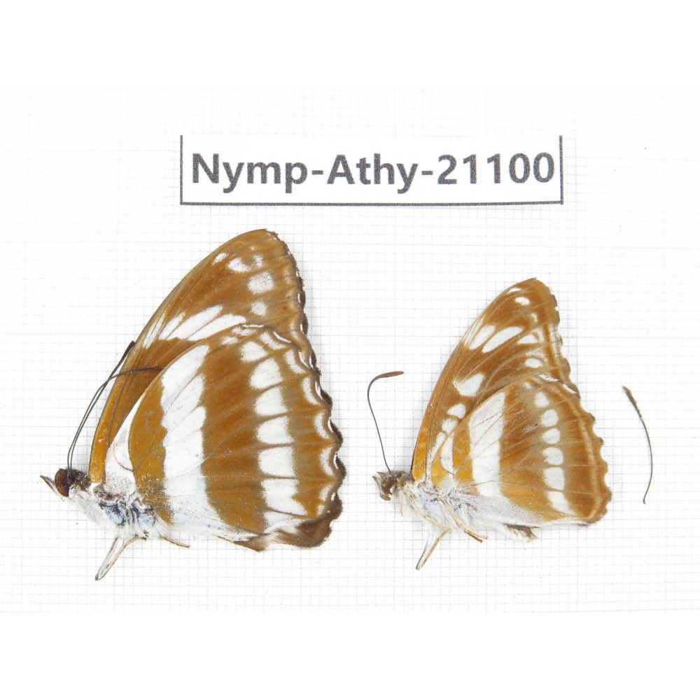 Athyma jina & Athyma opalina. China, Sichuan, Ganzi, Yajiang county. 2M. Nymp-Athy-21100.