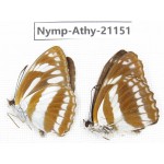 Athyma jina. China, Sichuan, Ganzi, Yajiang county. 2M. Nymp-Athy-21151.
