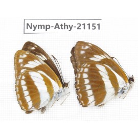 Athyma jina. China, Sichuan, Ganzi, Yajiang county. 2M. Nymp-Athy-21151.