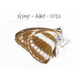 Athyma jina. China, Sichuan, Ganzi, Yajiang county. 1M. Nymp-Athy-21152.