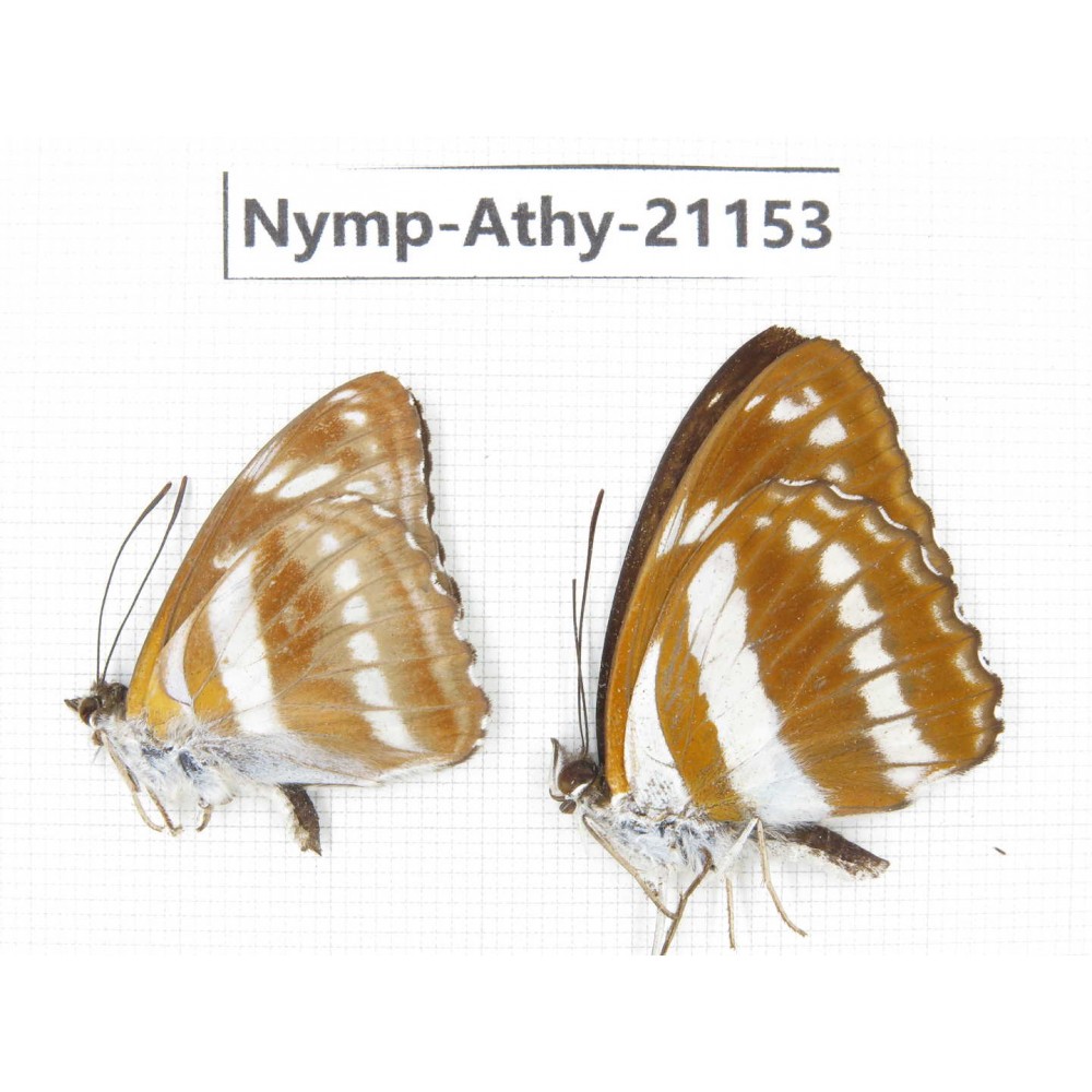 Athyma jina & Athyma opalina. China, Sichuan, Ganzi, Yajiang county. 2M. Nymp-Athy-21153.