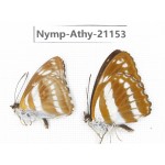 Athyma jina & Athyma opalina. China, Sichuan, Ganzi, Yajiang county. 2M. Nymp-Athy-21153.