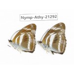 Athyma opalina. China, Zhejiang, Ningbo, Cixi. 2M. Nymp-Athy-21292.